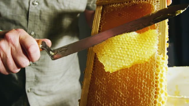 A Caucasian Man Uses a Knife to Slice through Honeycomb and Scrape the Wax into a Nearby Bucket While Honey Drips down the Wooden Frame