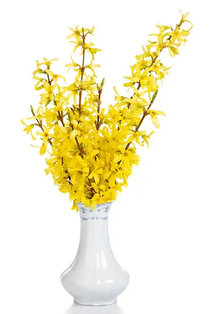 Forsythia is a genus of flowering plants in the family Oleaceae (olive family). The flowers are produced in the early spring before the leaves, bright yellow with a deeply four-lobed corolla, the petals joined only at the base. In aRGB color for beautiful prints.