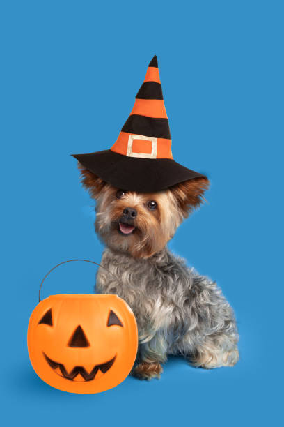 istock Trick-or-Treat Yorkie Looking at Camera 1168058251