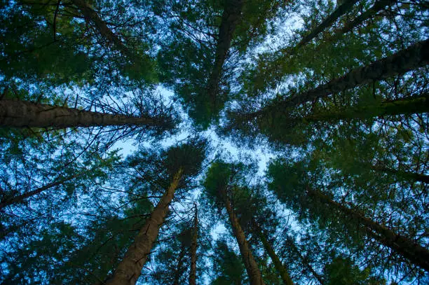 Photo of Abstract view of top of the forest