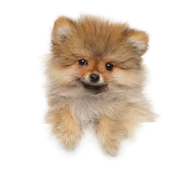 Happy Zwerg Spitz puppy above white banner on a white background. Animal themes