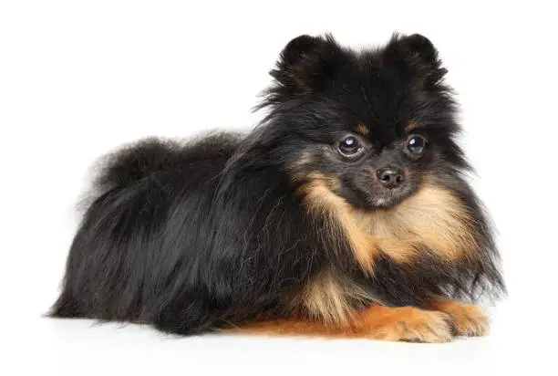 Pomeranian black and tan colors lies on a white background
