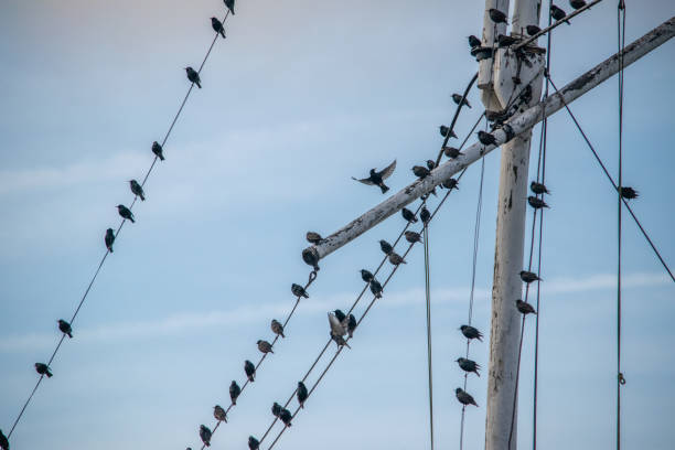 istock Starling Roosting and flying from a flag pole 1168060742