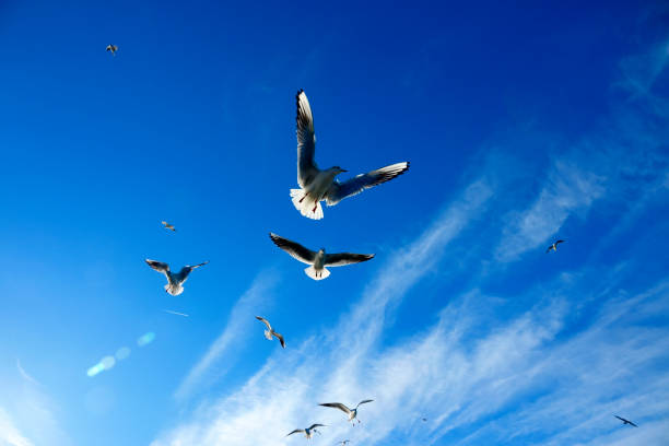 istock flock of seagulls flying over blue sunny sky 1168061608