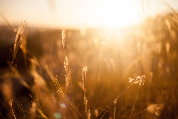 istock Summer grass blurry natural background with warm golden light in the sunset 1168061732