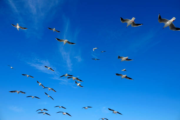 istock flock of seagulls flying over blue sunny sky 1168062098