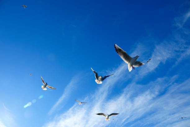 istock flock of seagulls flying over blue sunny sky 1168062099