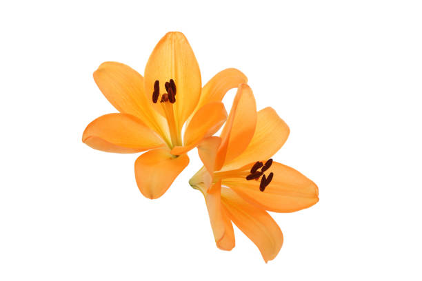istock flower head of lily in a white background 1168062762