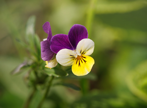 Pansies on a green natural background closeup. Flowering Violet tricolor, pansy, heartsease. Beautiful flower with purple, white and yellow petals. Pansy macro on a Sunny day.