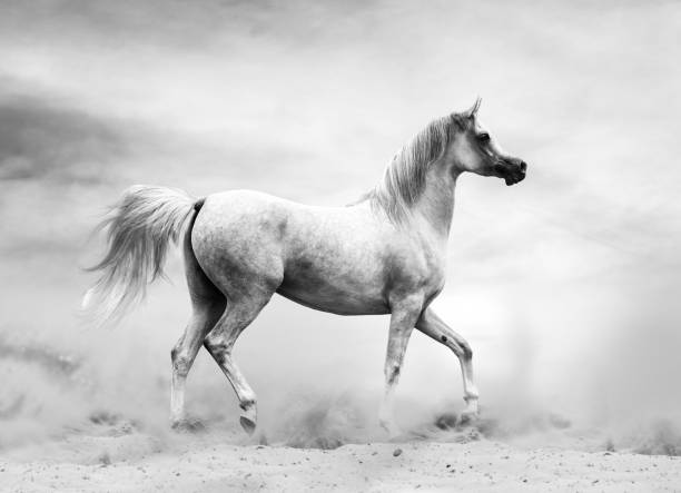 istock Arabian horse in the desert 1168064187