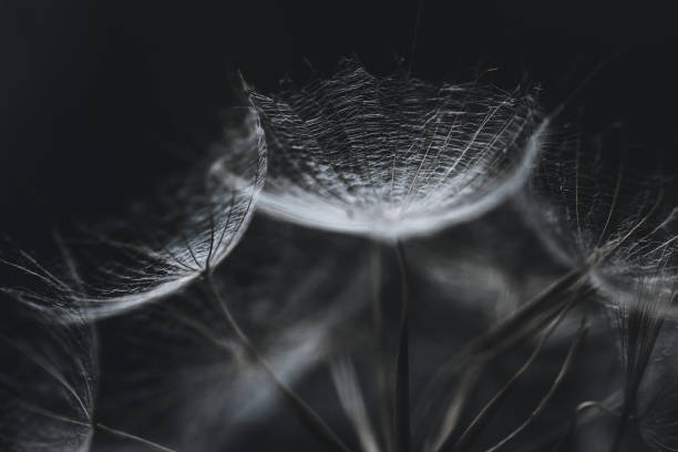 istock Salsify seeds close-up on black background. Abstract background or texture. White fluffy dry seeds of tragopogon, dandelion, goatsbeard, blowball macro. The plant looks like a spider web. 1168064282