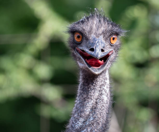 istock Bird Strauss with funny look 1168066896
