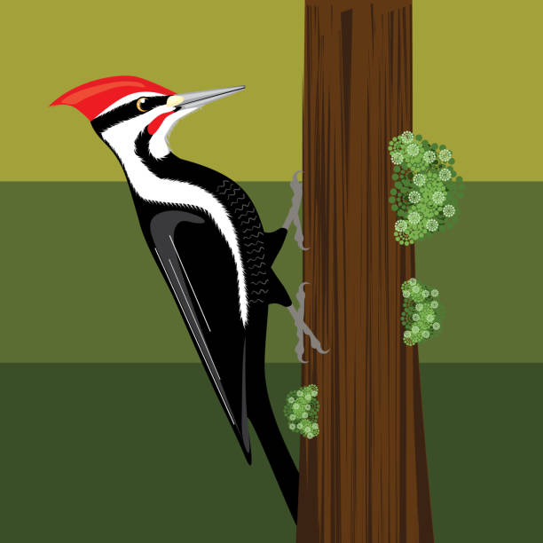 Woodpecker bird unique bird species woodpecker stock illustrations