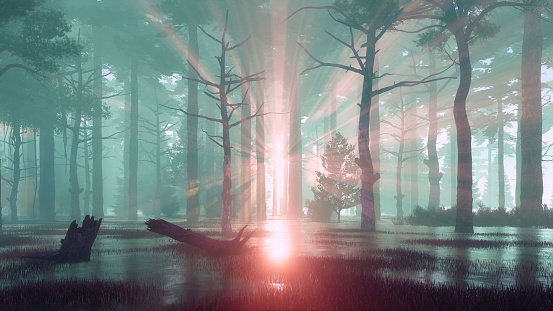 Sunset rays in swampy forest at misty dawn or dusk