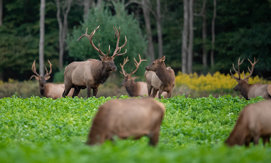 An elk in Pennsylvania