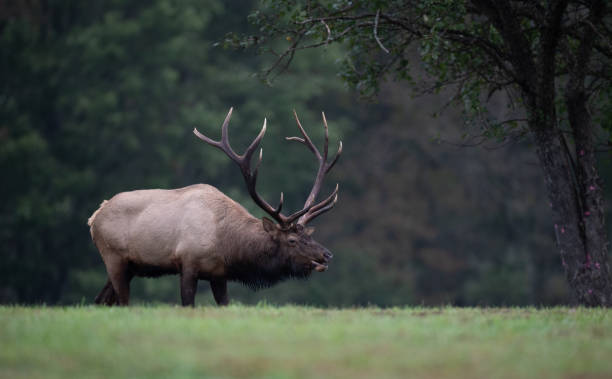 istock Elk in Pennsylvania 1168069761