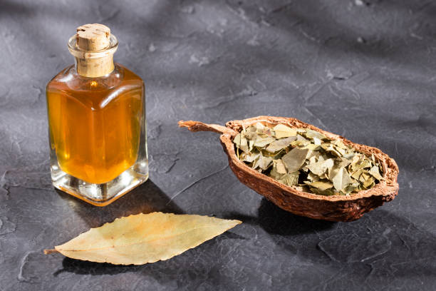 istock Natural bay laurel essential oil - Laurus nobilis. 1168069792