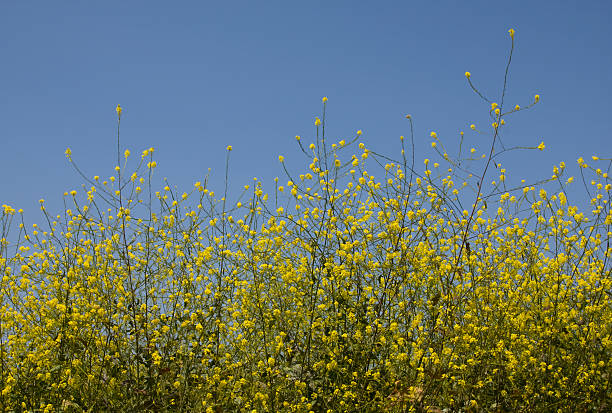 senf pflanzen gegen blauen himmel, synapis arvensis, jährliche-pflanze, gelbe blume - mustard plant mustard field clear sky sky stock-fotos und bilder