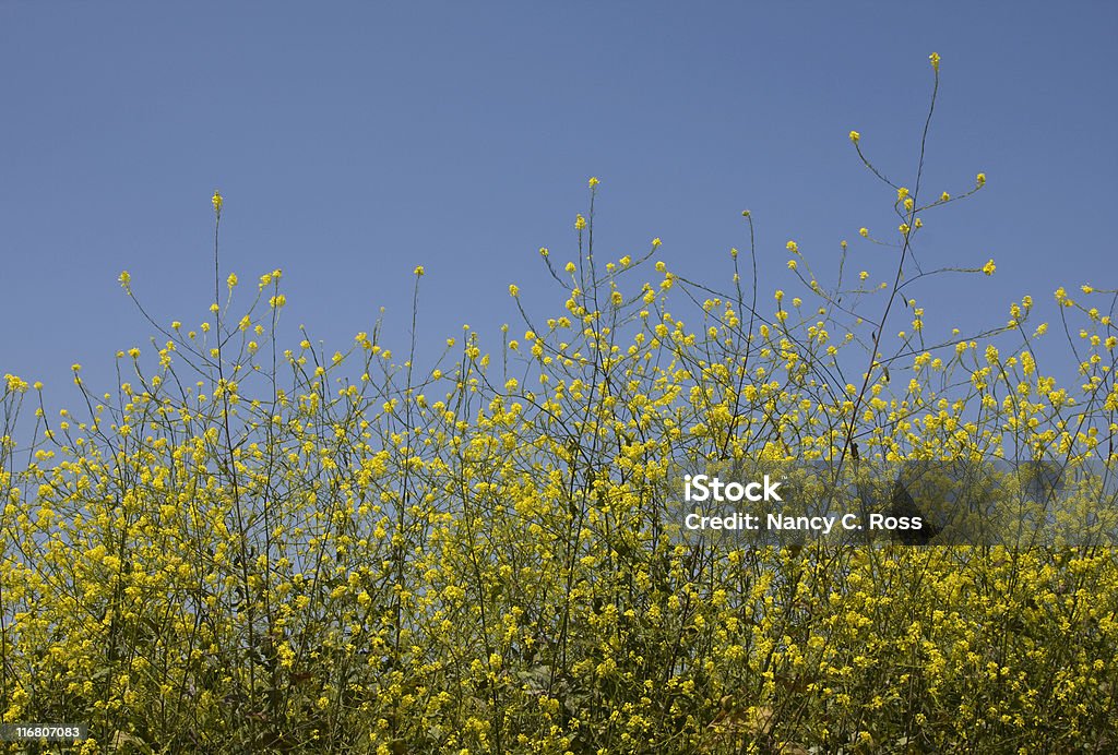 Mostarda vegetais contra o céu azul, Synapis Arvensis anual-vermelho, amarelo Flor - Royalty-free Amarelo Foto de stock