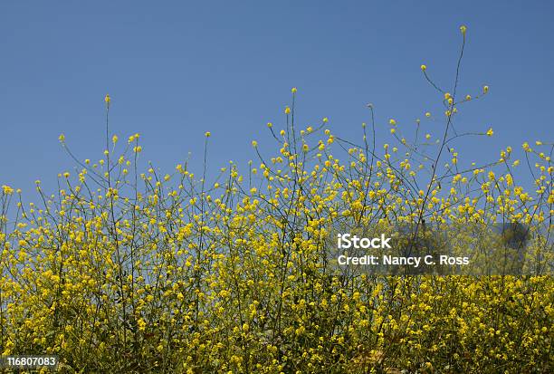 Mostarda Vegetais Contra O Céu Azul Synapis Arvensis Anualvermelho Amarelo Flor - Fotografias de stock e mais imagens de Amarelo