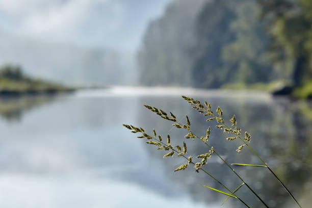 Inflorescences of rough meadow grass or bluegrass.