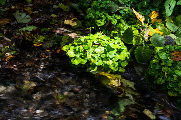A green plant in a river.