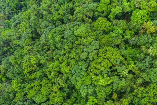 Photo of Aerial view of a forest in Hong Kong