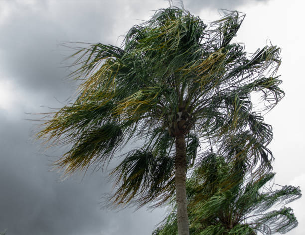 palme che soffiano nel vento - tempesta tropicale foto e immagini stock