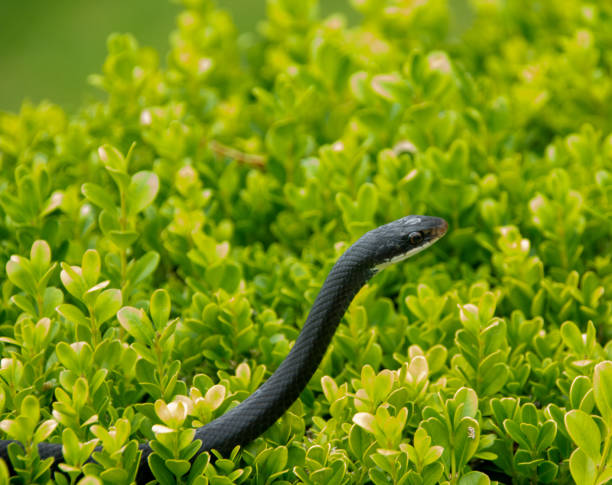 A black racer snake  is a common garden snake in Florida. It is hanging out in a bush.