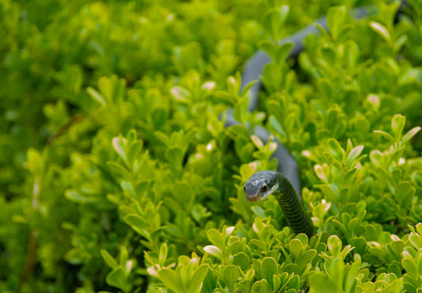A black racer snake in a bush