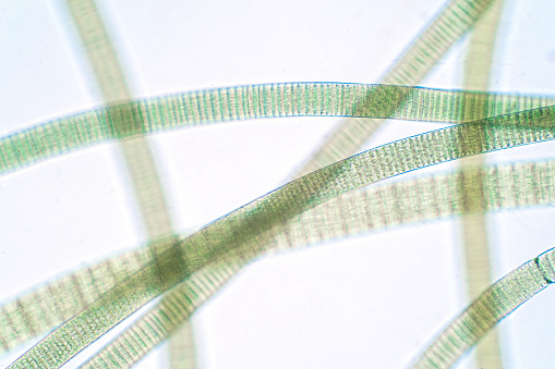 Filamentous of cyanobacteria (Oscillatoria) under microscopic view for education in laboratory.