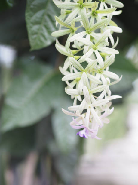 5枚の花びらの花びらの花の紫色の花束は、5つの尖った花びらのように、花びらの上部は毛深く、花びらのベースはチューブに接続され、花の内側は4-5のスタメンです - 5pointed ストックフォトと画像