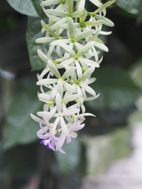 flor bouquet roxo de cinco pétalas, como uma pétala de 5 pontas, a parte superior das pétalas são peludas, a base das pétalas é conectada ao tubo, dentro das flores são 4-5 estames - 5pointed - fotografias e filmes do acervo