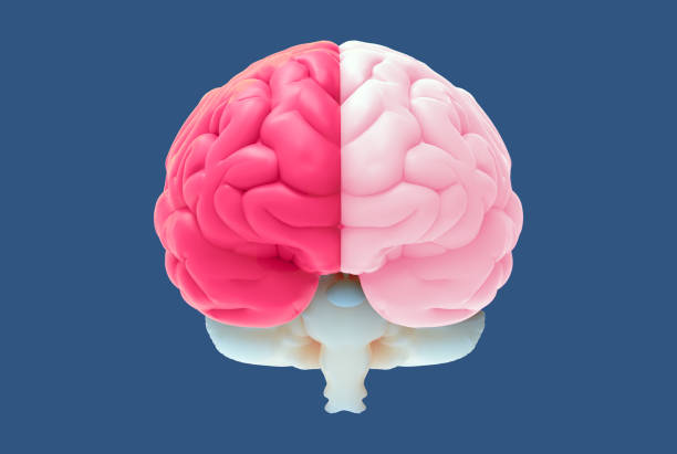 3d Brain Illustration With Left And Right Function Concept Stock Photo -  Download Image Now - iStock