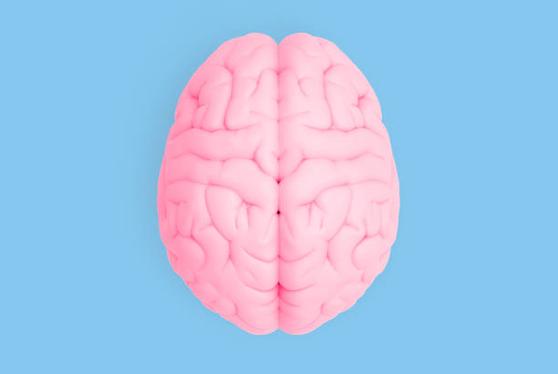 Human brain in top view isolated on blue pastel BG