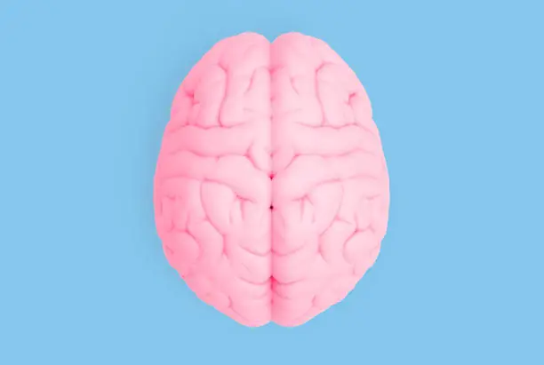 Photo of Human brain in top view isolated on blue pastel BG
