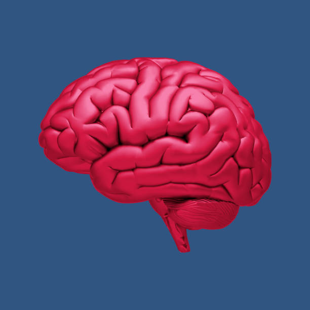 human brain illustration isolated on dark blue bg - bg imagens e fotografias de stock