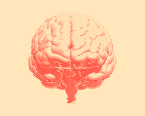 Orange 3D human brain in front view isolated on vanilla background with clipping path for use in any backdrop