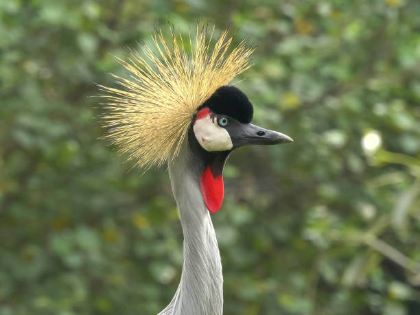 istock close up of a grey crowned crane 1168090655