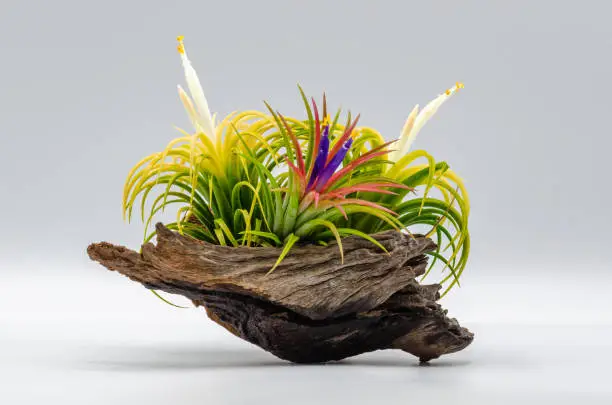 Fresh colorful Tillandsia or Air plant with pollen and flowers put on wood with white background.