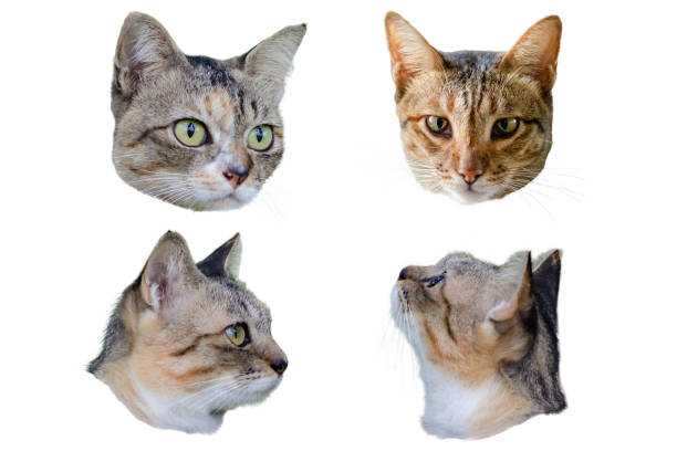 istock The expression of adorable domestic cat faces 1168094338