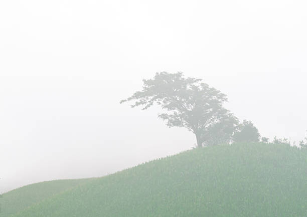 uma única árvore grande na exploração agrícola do milho na montanha com névoa fresca. - meteorology rain fog forest - fotografias e filmes do acervo