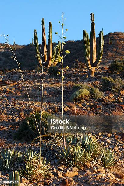 Desierto De Sonora En La Luz De La Mañana Foto de stock y más banco de imágenes de Aire libre - Aire libre, Amanecer, Cactus