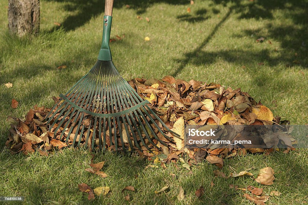 De otoño rastrillaje - Foto de stock de Aire libre libre de derechos