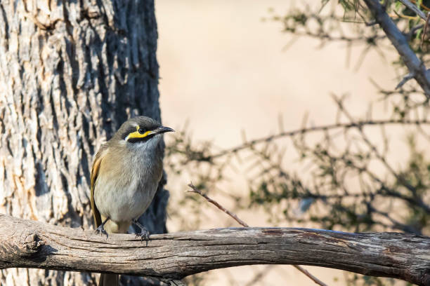 Yellow-faced Honeyeater (Lichenostomus chrysops) subspecies "chrysops" Mediums sized bird with a yellow face perched on a branch honeyeater stock pictures, royalty-free photos & images