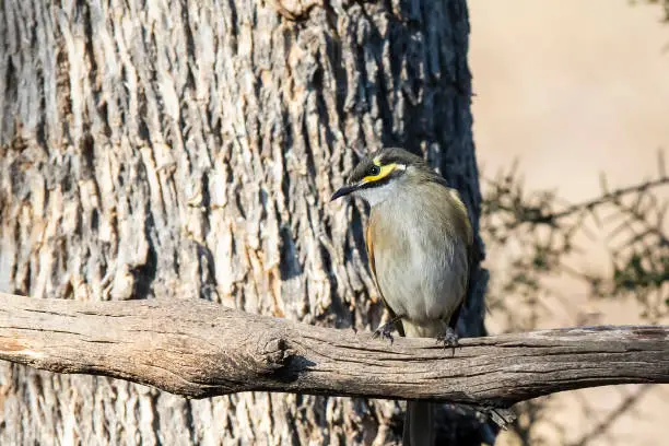 Mediums sized bird with a yellow face perched on a branch