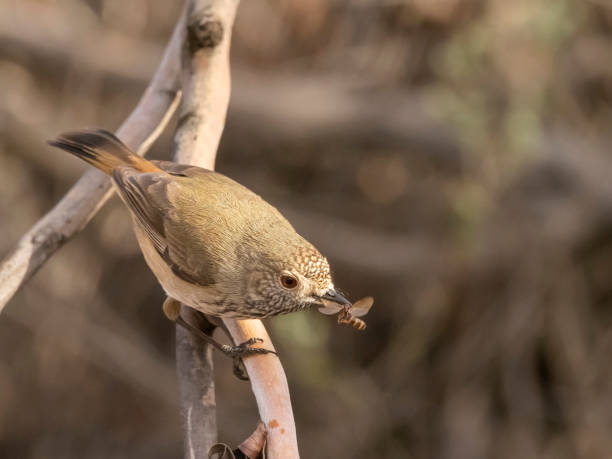 istock Inland Thornbill (Acanthiza apicalis) subspecies 