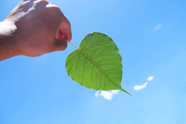 istock Colorful green bodhi leaf vein patterns with sun reflection light on bright blue sky background and man hand holding 1168102316