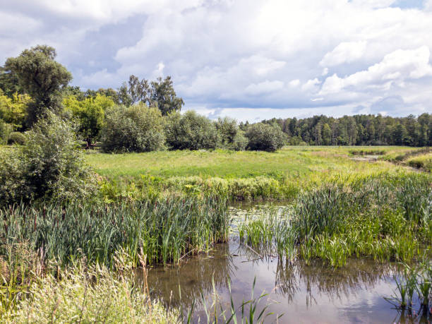 istock summer landscape with meadows and trees along the small river 1168102334