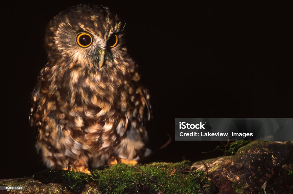morepork New Zealand native owl, the Morepork, Ninox novaeseelandiae New Zealand Stock Photo